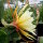 Epiphyllum-Hybr. King Ransom