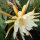 Epiphyllum-Hybr. King Ransom
