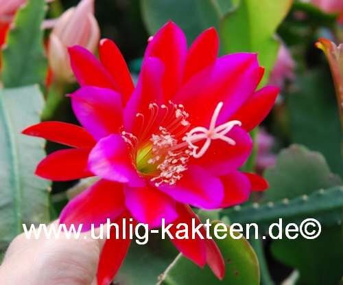 Epiphyllum-Hybr. Klaus Paetz