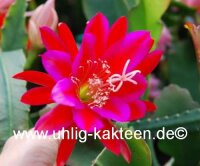 Epiphyllum-Hybr. Klaus Paetz