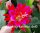 Epiphyllum-Hybr. Klaus Paetz