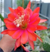 Epiphyllum-Hybr. Komet