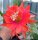 Epiphyllum-Hybr. Komet