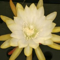 Epiphyllum-Hybr. Königin