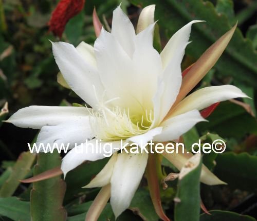 Epiphyllum-Hybr. Kupferrosa