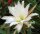 Epiphyllum-Hybr. Kupferrosa