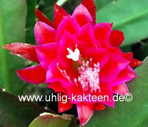Epiphyllum-Hybr. Lacky Paetz