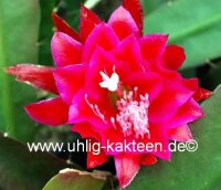 Epiphyllum-Hybr. Lacky Paetz