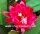 Epiphyllum-Hybr. Lacky Paetz