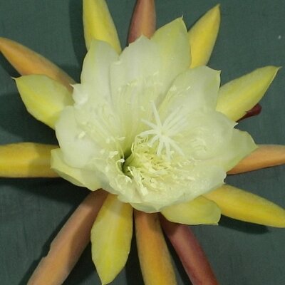 Epiphyllum-Hybr. Lemon Blüte gelb / yellow