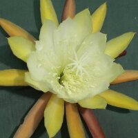 Epiphyllum-Hybr. Lemon Blüte gelb / yellow