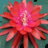 Epiphyllum-Hybr. Leonotis