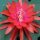 Epiphyllum-Hybr. Leonotis