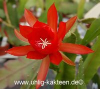 Epiphyllum-Hybr. Lilli Paetz