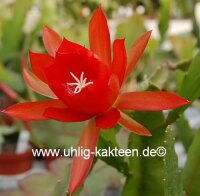 Epiphyllum-Hybr. Lilli Paetz