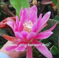 Epiphyllum-Hybr. Lime house