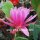 Epiphyllum-Hybr. Lime house