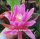 Epiphyllum-Hybr. Lime house