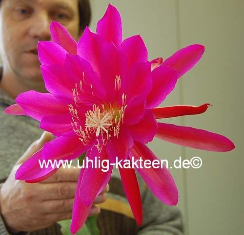 Epiphyllum-Hybr. Lipstick