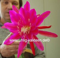 Epiphyllum-Hybr. Lipstick