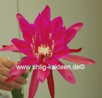 Epiphyllum-Hybr. Lipstick
