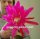 Epiphyllum-Hybr. Lipstick