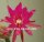 Epiphyllum-Hybr. Lipstick
