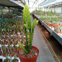 Aporophyllum-Hybr. Loni Paetz