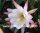 Aporophyllum-Hybr. Loni Paetz