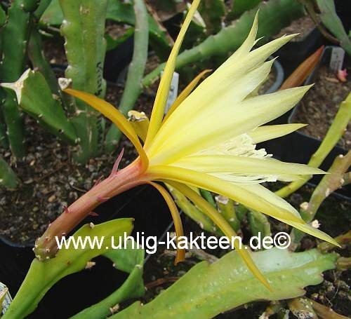 Epiphyllum-Hybr. Lotto