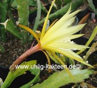 Epiphyllum-Hybr. Lotto