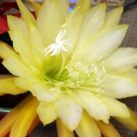 Epiphyllum-Hybr. Luteo