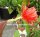 Epiphyllum-Hybr. Luzie Paetz
