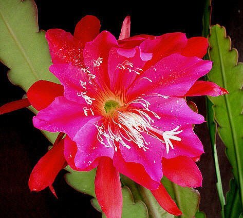 Epiphyllum-Hybr. Madagascar