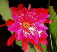Epiphyllum-Hybr. Madagascar