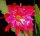 Epiphyllum-Hybr. Madagascar