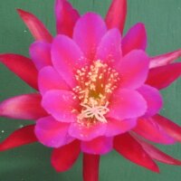 Epiphyllum-Hybr. Madame de Laet