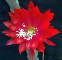 Epiphyllum-Hybr. Madame de Laet