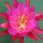 Epiphyllum-Hybr. Madame de Laet