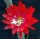 Epiphyllum-Hybr. Madame de Laet