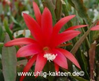 Epiphyllum-Hybr. Maiendank PE 105