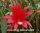 Epiphyllum-Hybr. Maiendank PE 105