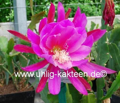 Epiphyllum-Hybr. Maienduft PE 119