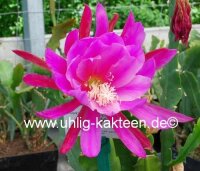Epiphyllum-Hybr. Maienduft PE 119