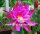 Epiphyllum-Hybr. Maienduft PE 119