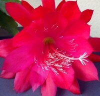 Epiphyllum-Hybr. Maienglut PE 123