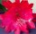 Epiphyllum-Hybr. Maienglut PE 123
