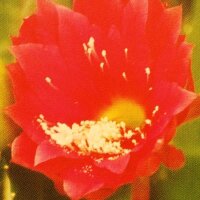 Epiphyllum-Hybr. Maienkönigin PE 109