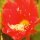 Epiphyllum-Hybr. Maienkönigin PE 109