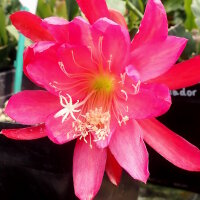 Epiphyllum-Hybr. Maientraum PE 121